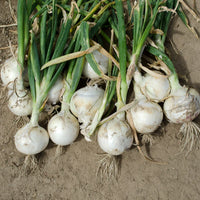 Heirloom Paris Silver Skin onion seeds for raised beds and containers
