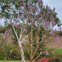 Heirloom non-GMO Paulownia tree seeds for ornamental outdoor planting.