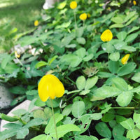 Heirloom Peanut Pinto flower seeds for containers and outdoor landscapes