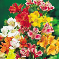 Heirloom Peruvian Lily plants with colorful lily-like flowers in bloom.