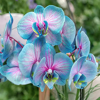 Heirloom Phalaenopsis orchid with elegant pink-toned blooms and glossy green leaves.