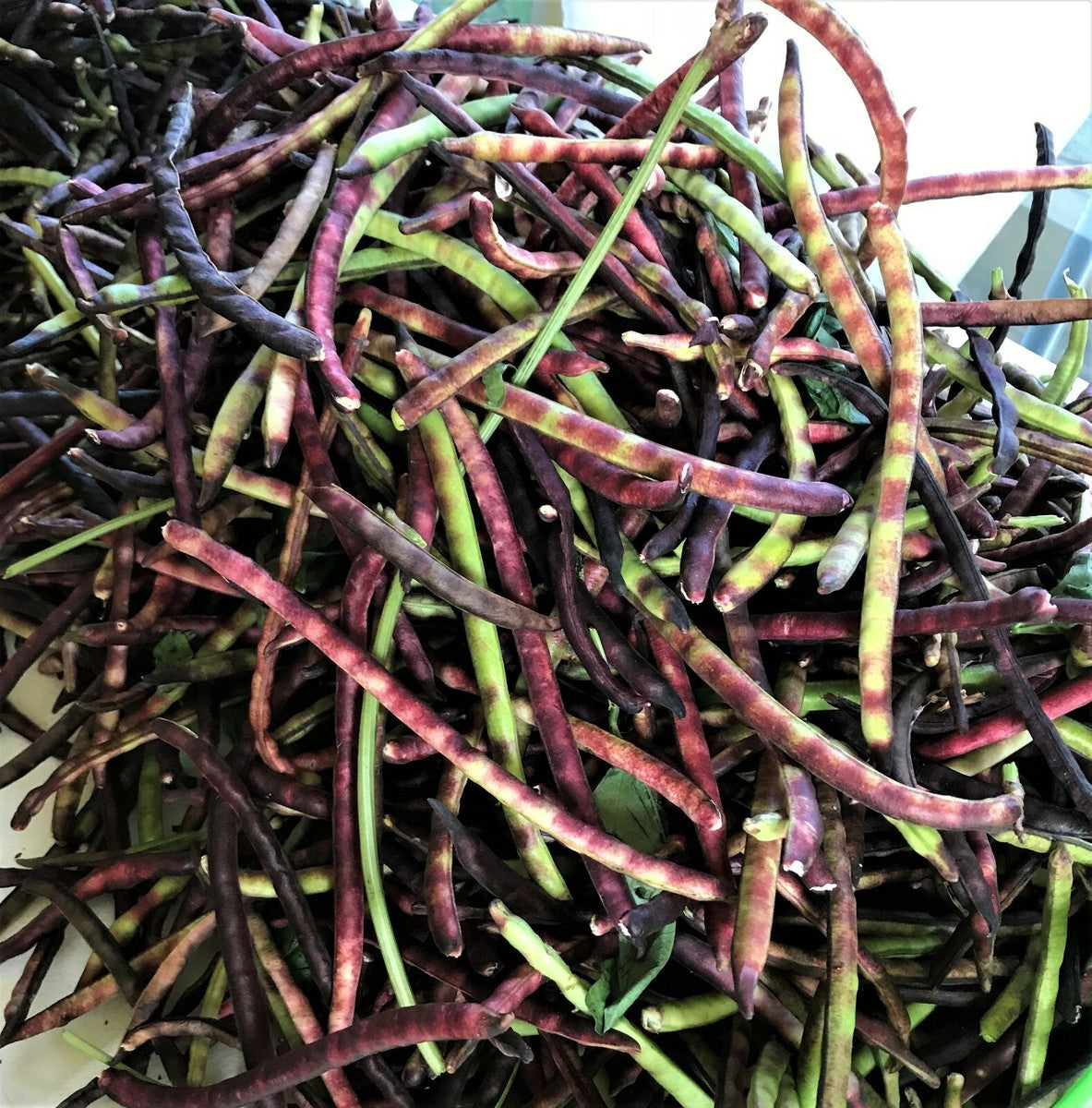 Healthy Pink-Eyed Purple Hull Cowpea plants growing in a vegetable garden