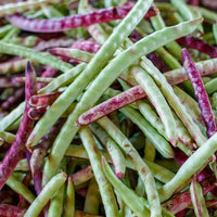 Healthy Pink-Eyed Purple Hull Cowpea plants growing in a vegetable garden