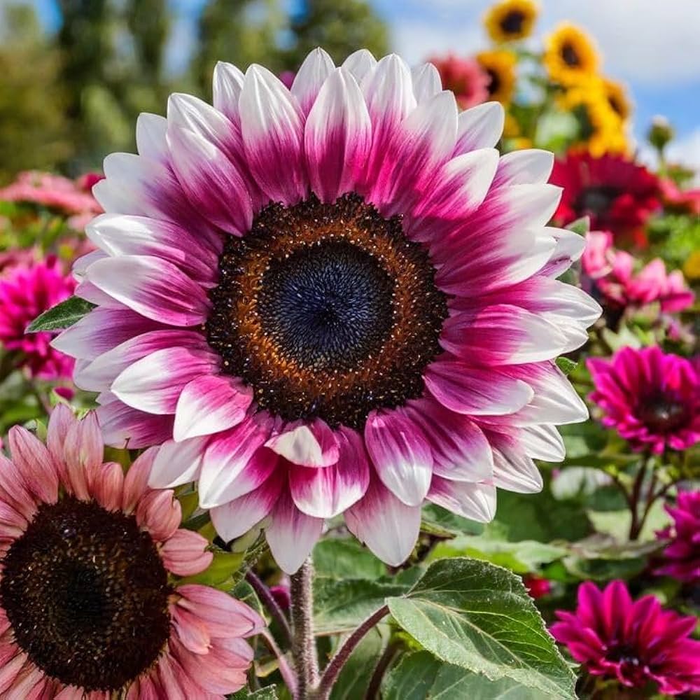 Heirloom Pink Sunflower seeds suitable for raised beds and containers.