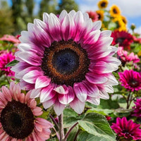 Heirloom Pink Sunflower seeds suitable for raised beds and containers.