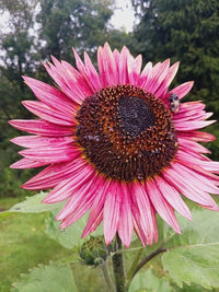 Heirloom Pink Sunflower plants with large colorful blooms in a sunny garden.