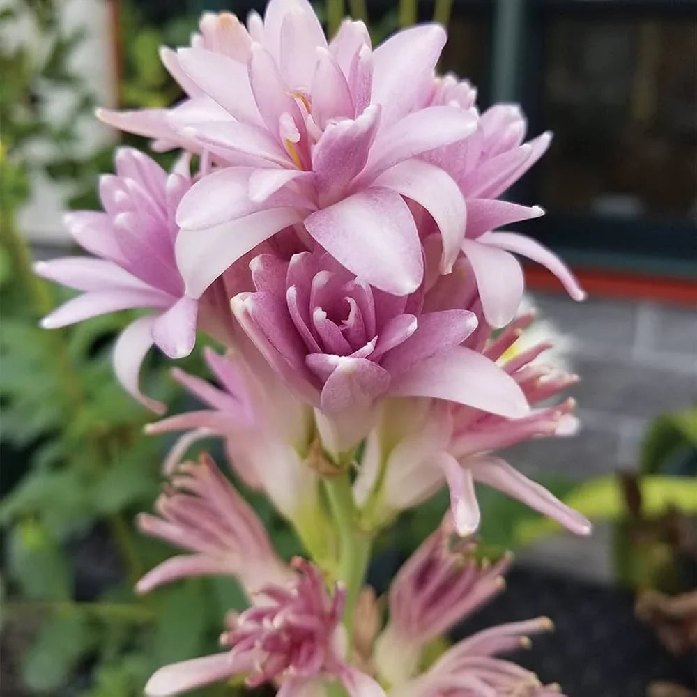 Heirloom Pink Tuberose flowers with elegant pink blooms and lush green foliage.