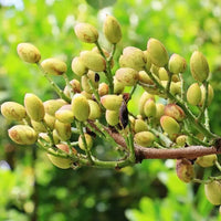 Heirloom Pistachio Nut Tree seeds for backyard orchards and landscape planting.
