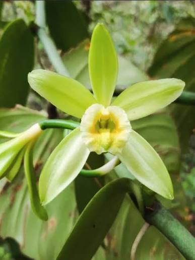 Heirloom Vanilla Orchid climbing vine with glossy green leaves.