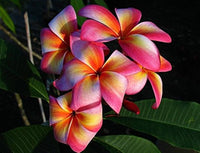 Heirloom Plumeria Rubra with colorful tropical flowers in full bloom.