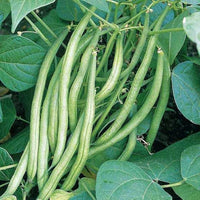Heirloom Pole Bean seeds suitable for raised beds and trellises.