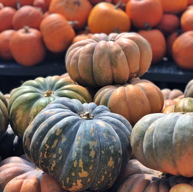 Heirloom pumpkin seeds for home garden planting