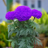Purple Blue Marigold Glinda blooming in an ornamental flower bed