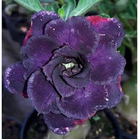 Heirloom Purple Black Desert Rose ornamental flowers growing in sunny garden beds.