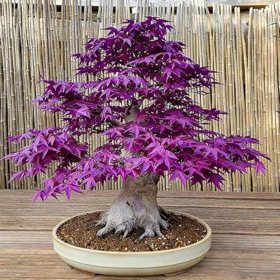 Heirloom Purple Maple Bonsai tree with vibrant purple foliage.