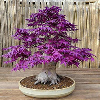Heirloom Purple Maple Bonsai tree with vibrant purple foliage.