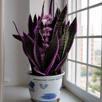 Decorative Purple Sansevieria plant seeds for container and landscape planting