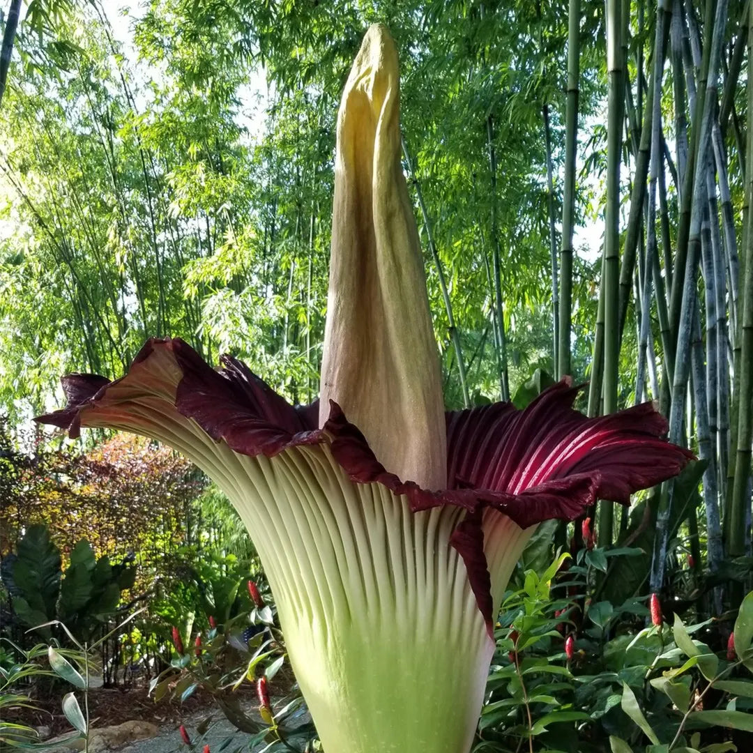 Heirloom Titan Arum plant with large ornamental foliage in a botanical setting.
