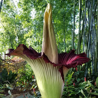 Heirloom Titan Arum plant with large ornamental foliage in a botanical setting.