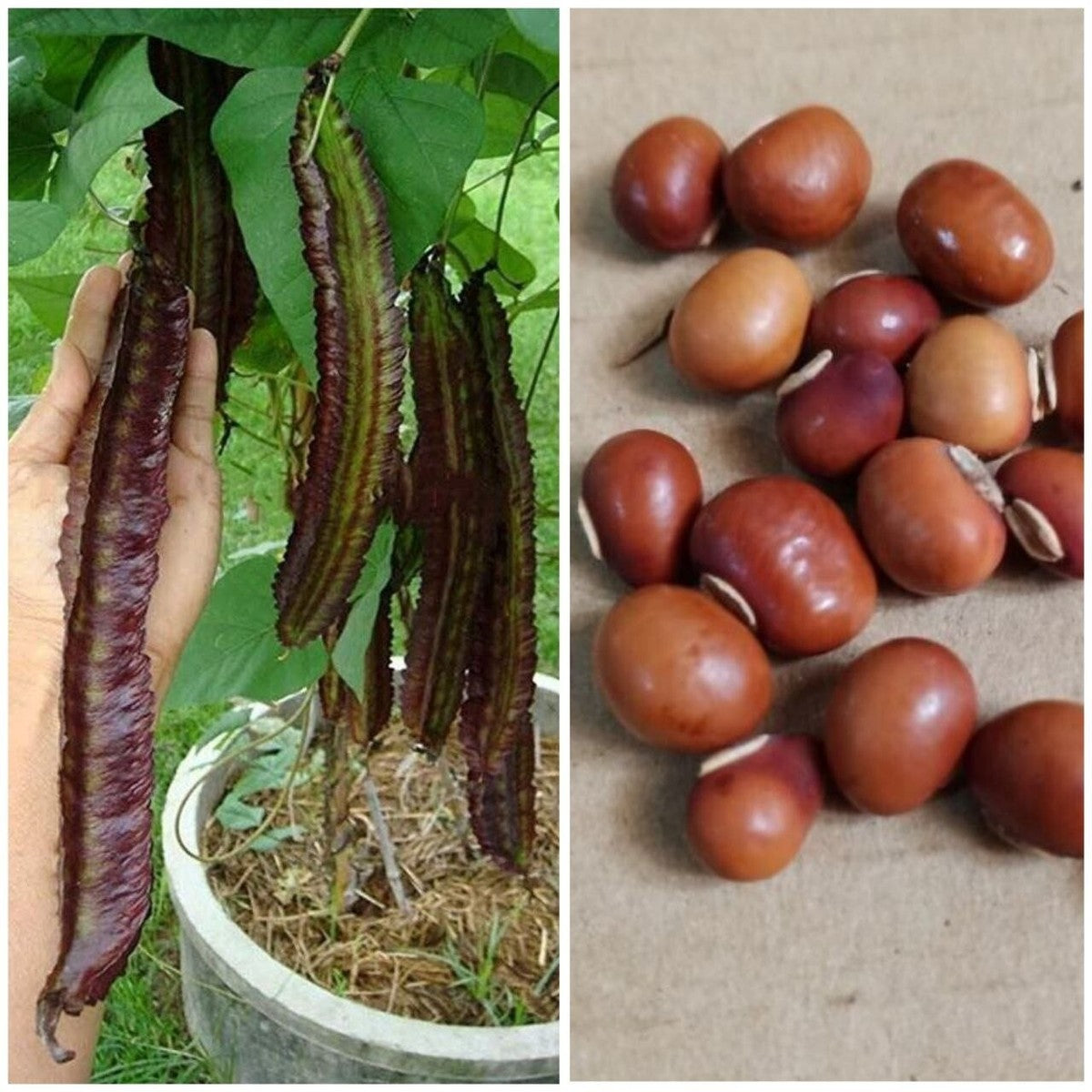 Heirloom Purple Winged Bean climbing plants growing on a garden trellis
