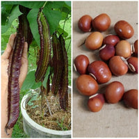 Heirloom Purple Winged Bean climbing plants growing on a garden trellis