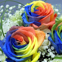 Heirloom Rainbow Rose plants with vibrant multicolored blooms in a garden.