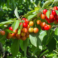 Rainier Sweet Cherry tree with yellow and white cherries