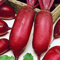 Deep red beetroot developing beneath lush green foliage.