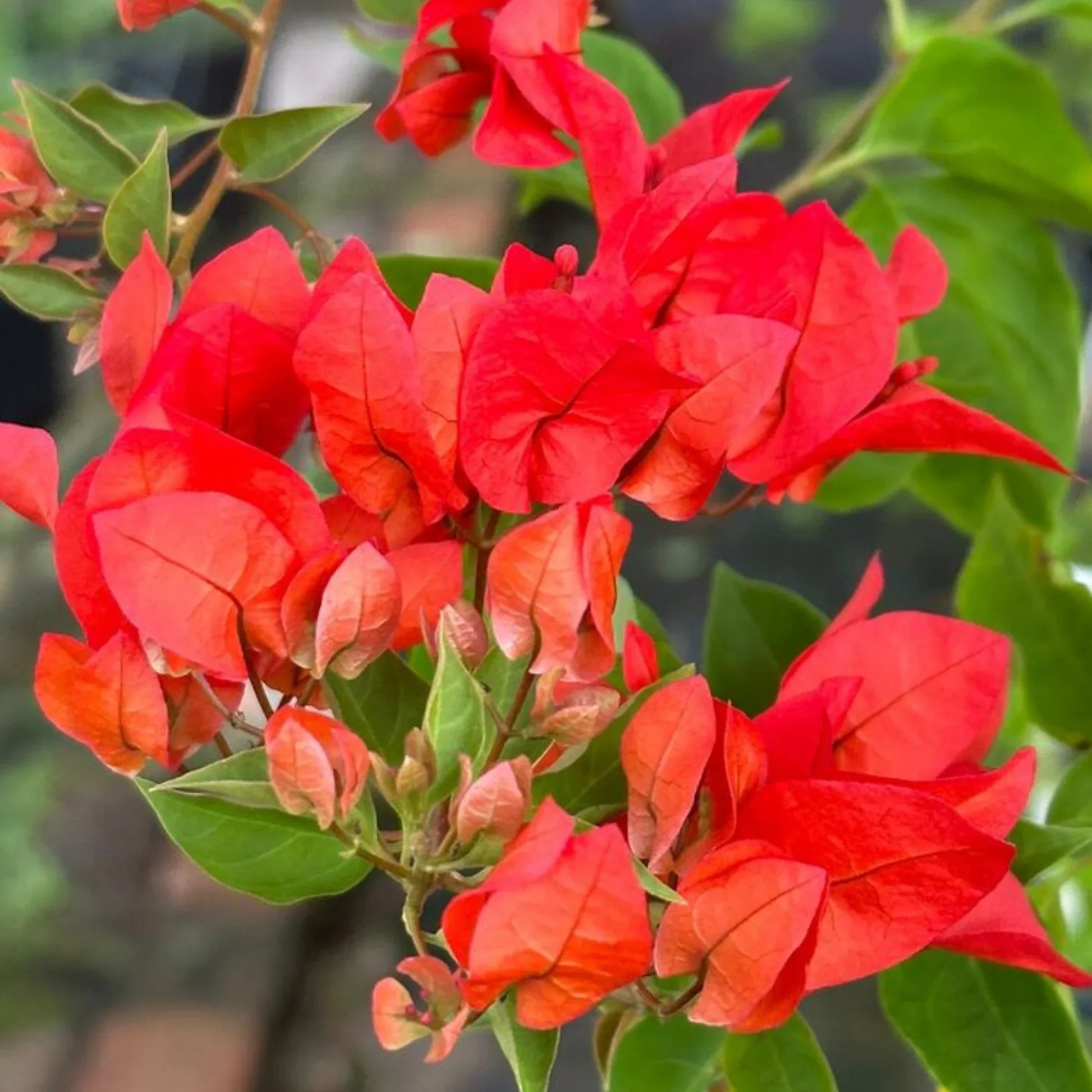 Heirloom Red Bougainvillea vine with vibrant red blooms and green foliage.
