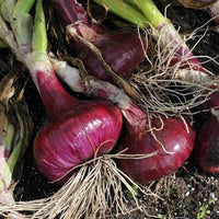 Heirloom Red Brunswick onion seeds for raised beds and containers
