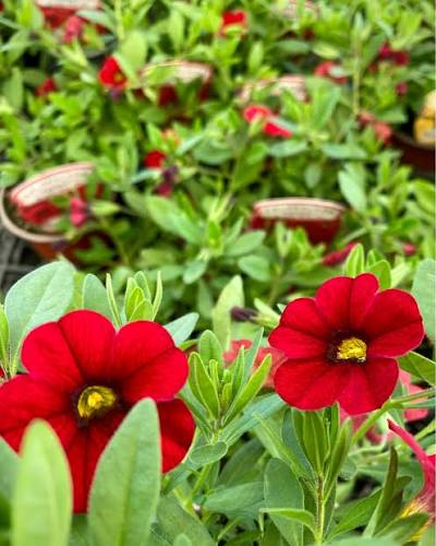 Heirloom Red Calibrachoa plants with vibrant petunia-like blooms.