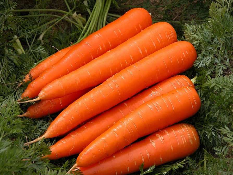 Vibrant red carrots developing beneath lush green foliage.
