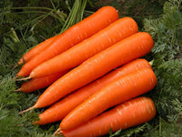 Vibrant red carrots developing beneath lush green foliage.