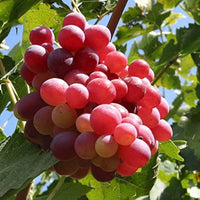 Heirloom Giant Red Globe grape vine with large red grape clusters