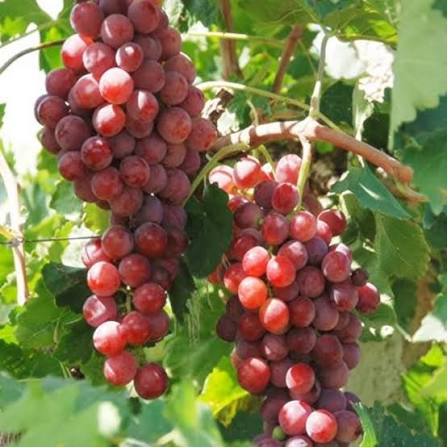 Heirloom Red Globe grape vine with lush foliage and large red grape clusters.