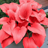 Heirloom Red Hosta plants with attractive colorful foliage in a garden.
