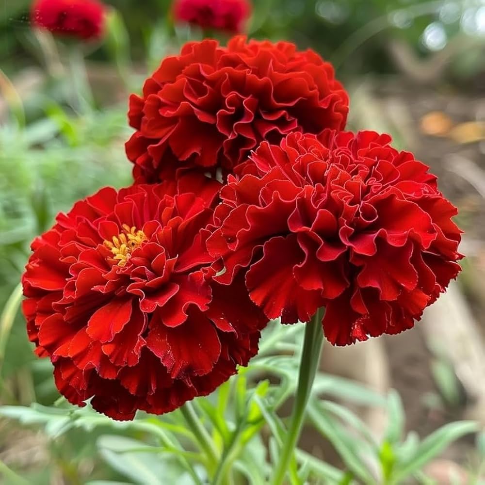 Heirloom Red Marigold seeds suitable for borders, raised beds, and containers.