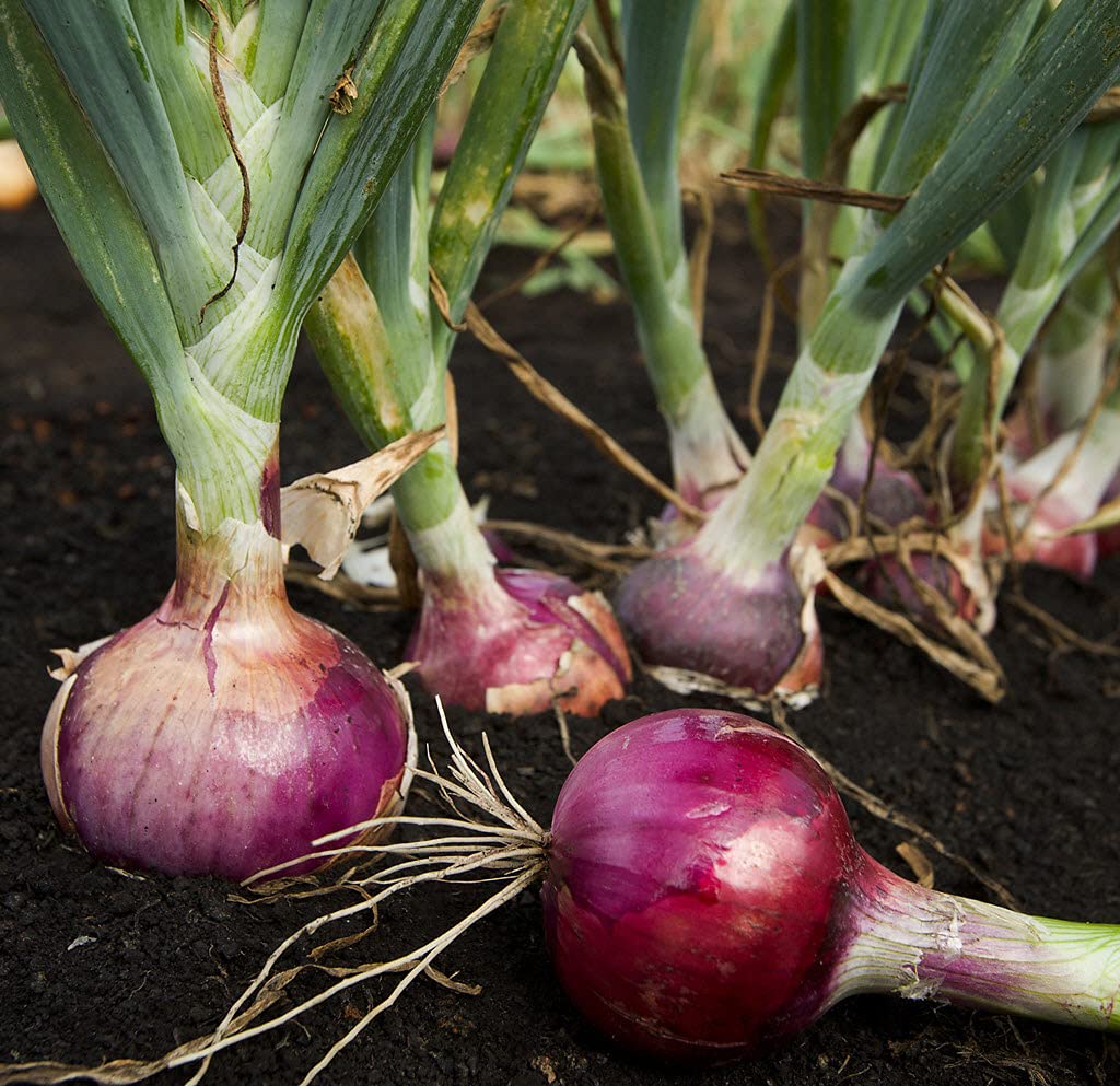 Heirloom Red Onion seeds for raised beds and containers.