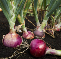 Heirloom Red Onion seeds for raised beds and containers.
