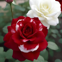 Heirloom climbing Red and White Rose flower seeds for trellises and landscapes.