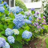 Heirloom Hydrangea shrub with large blue flower clusters and green foliage.
