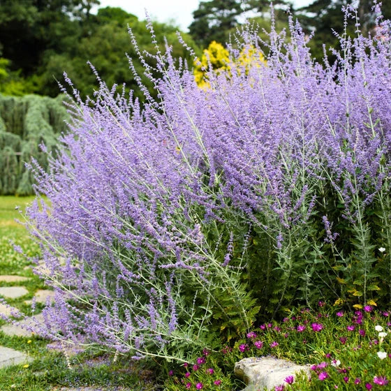 Russian Sage with lavender-blue flower spikes in an ornamental landscape