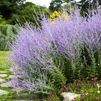 Russian Sage with lavender-blue flower spikes in an ornamental landscape