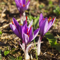 Heirloom non-GMO saffron flower seeds suitable for pots, raised beds, and garden planting