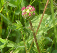 Heirloom Salad Burnet herb seeds with fresh green foliage