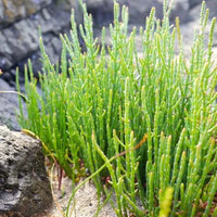 Heirloom samphire plant growing with fresh green succulent stems