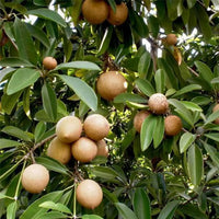 Heirloom Sapota tree with lush green foliage and mature fruit.