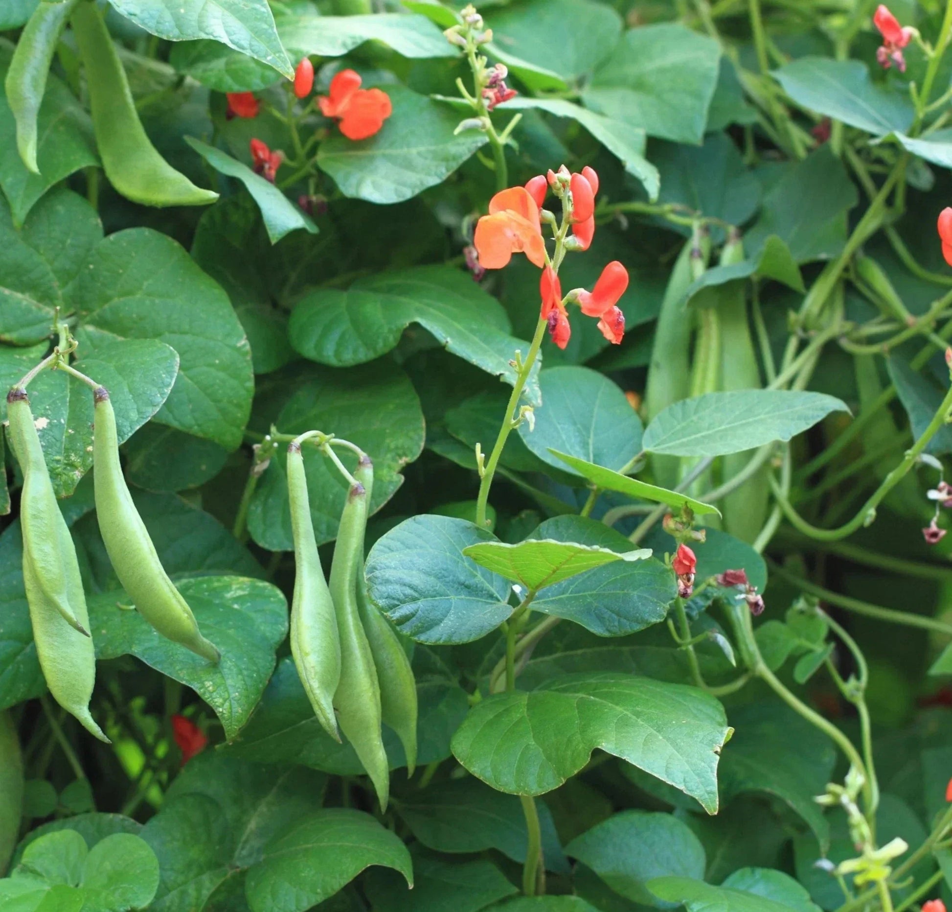 Scarlet Runner Bean vines growing on a garden trellis