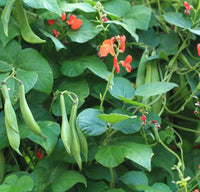 Scarlet Runner Bean vines growing on a garden trellis