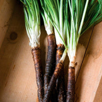 Heirloom Scorzonera plants with long dark roots and green foliage.